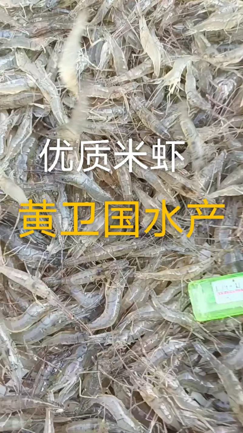 鲜活米虾优质河虾精品草虾