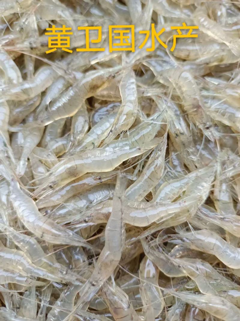 鲜活米虾优质河虾精品草虾