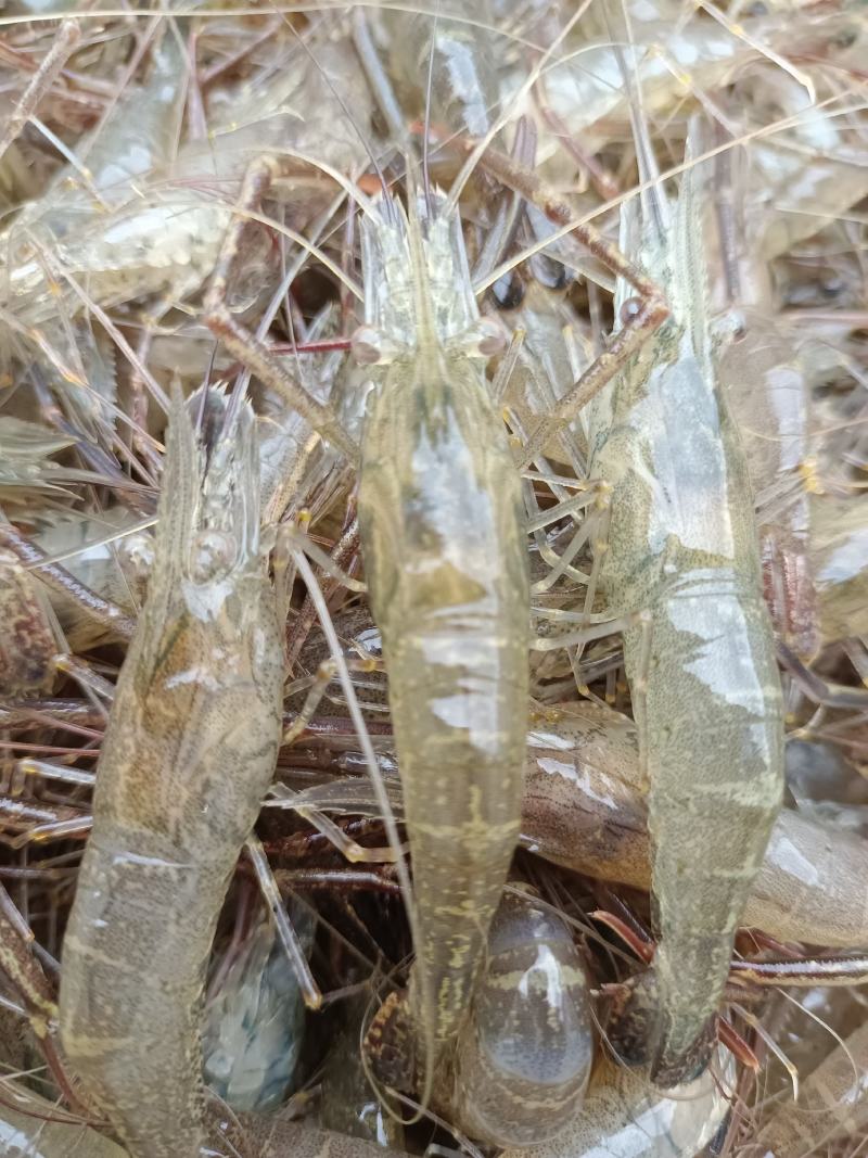 鲜活米虾优质河虾精品草虾