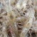 鲜活米虾优质河虾精品草虾