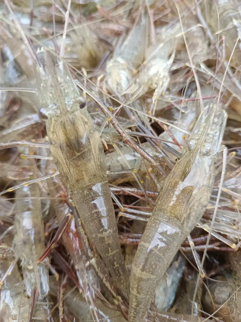鲜活米虾优质河虾精品草虾
