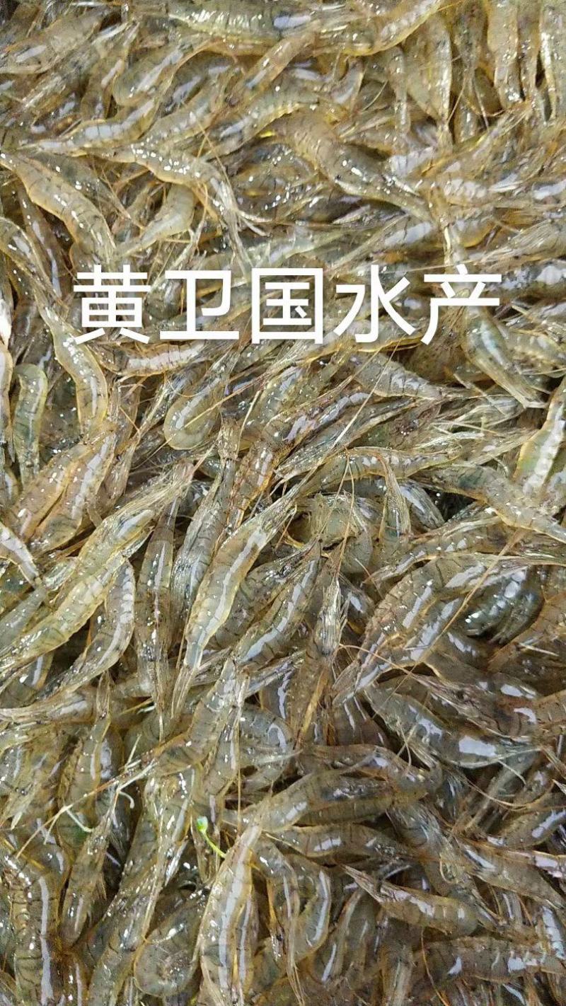 鲜活米虾优质河虾精品草虾