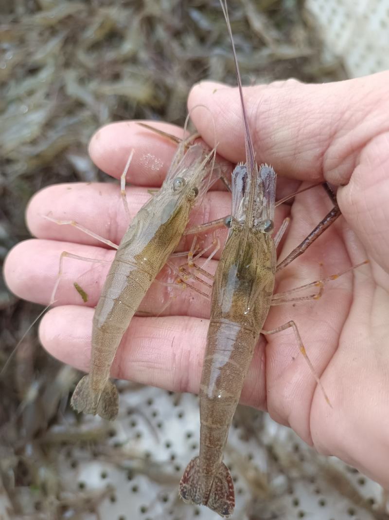 鲜活米虾优质河虾精品草虾