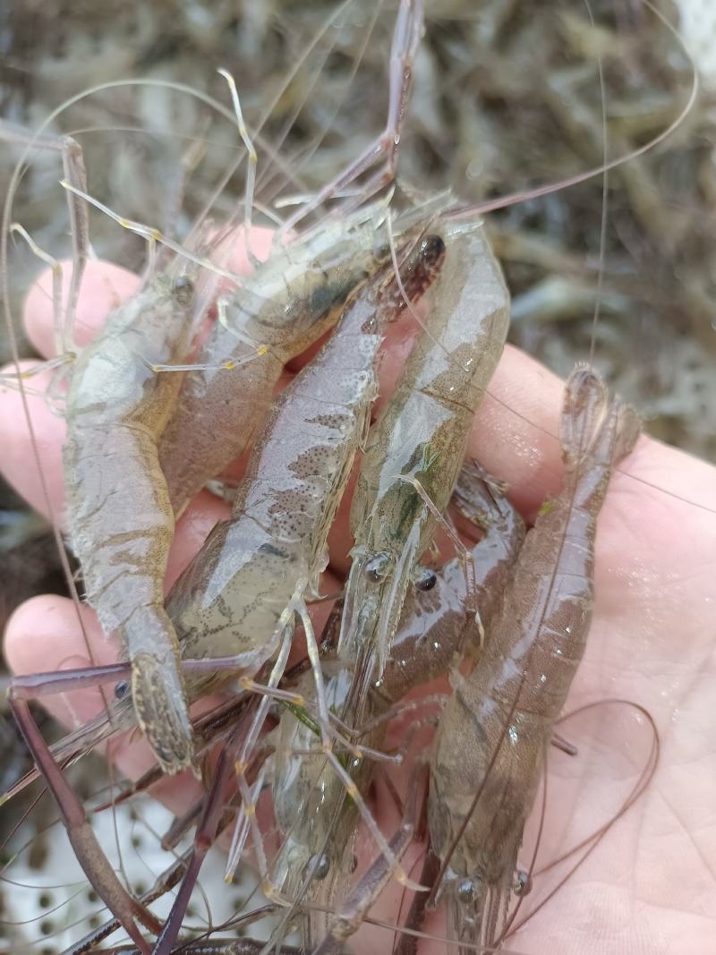 鲜活米虾优质河虾精品草虾