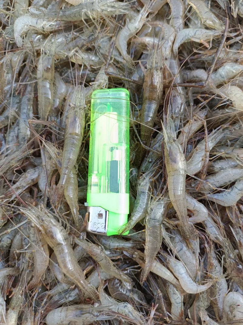 鲜活米虾优质河虾精品草虾