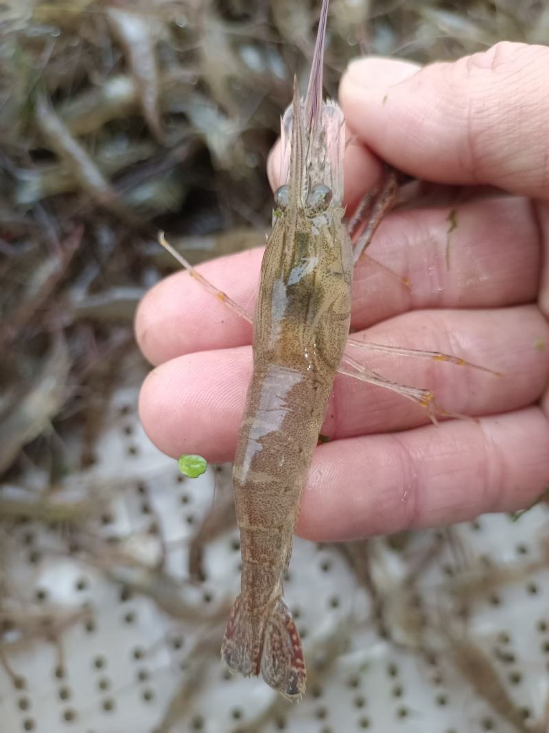 鲜活米虾优质河虾精品草虾