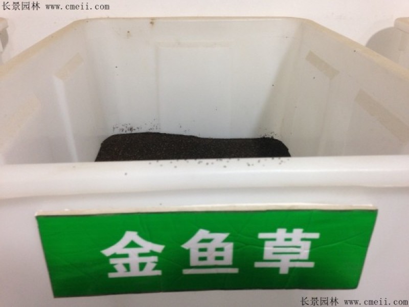 金鱼草花种子多年生种籽花海种易活耐寒耐热