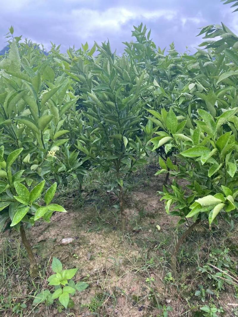 东方红桔苗，包正宗假一赔十，世纪红，提供免费种植技术