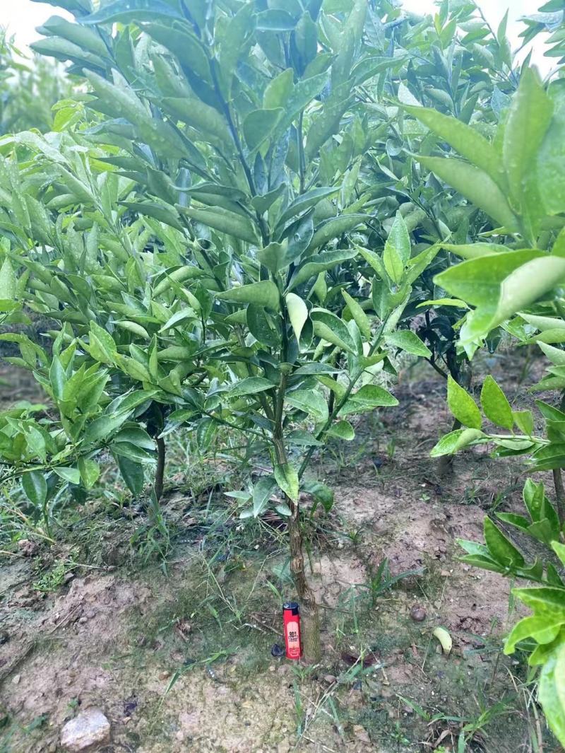 东方红桔苗，包正宗假一赔十，世纪红，提供免费种植技术