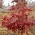 北美美国红橡树栎树白栎娜塔栎猩红栎舒玛栎沼生青冈栎柳叶栎