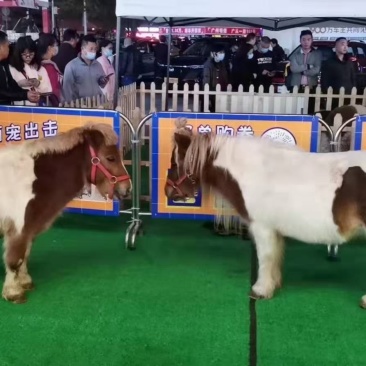 进口设特兰矮马