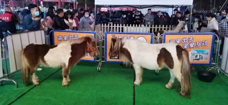 进口设特兰矮马