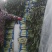 【海量货源】山东沂南精品莴笋红叶香莴苣大量上市欢迎采购