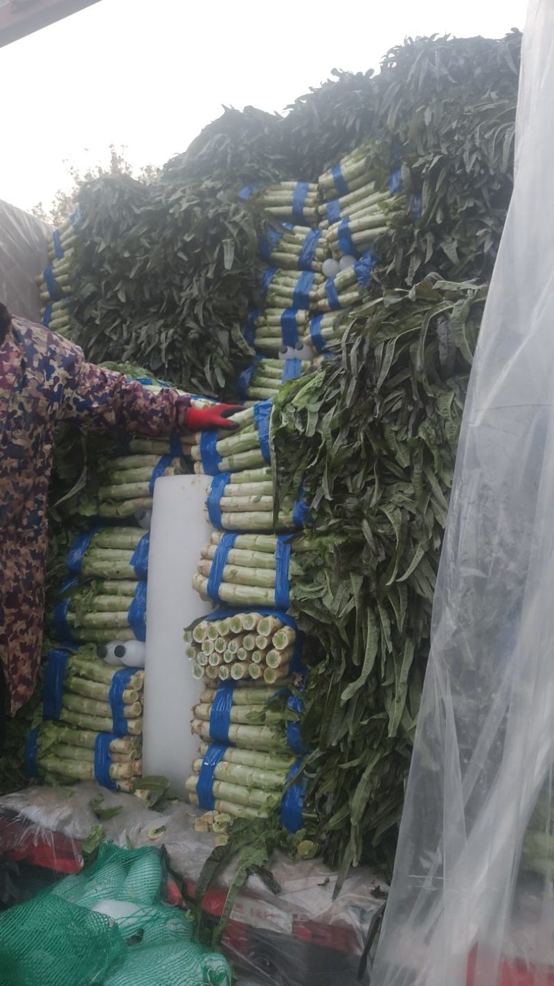 【海量货源】山东沂南精品莴笋红叶香莴苣大量上市欢迎采购