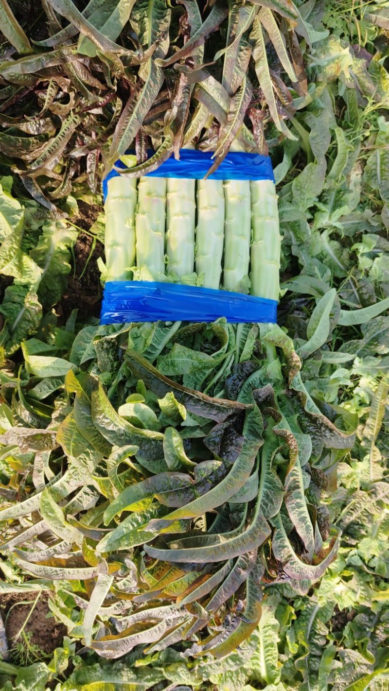 【海量货源】山东沂南精品莴笋红叶香莴苣大量上市欢迎采购