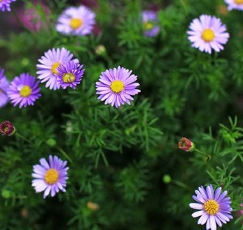 五色菊种子菊花阳台盆栽室内易种庭院观花景观花草花海植物花