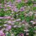 五色菊种子菊花阳台盆栽室内易种庭院观花景观花草花海植物花