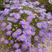 五色菊种子菊花阳台盆栽室内易种庭院观花景观花草花海植物花
