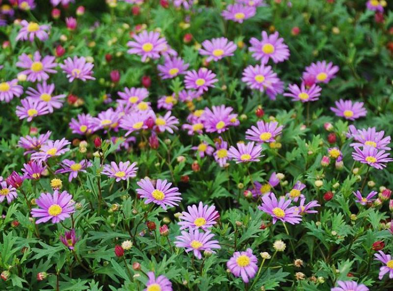 五色菊种子菊花阳台盆栽室内易种庭院观花景观花草花海植物花
