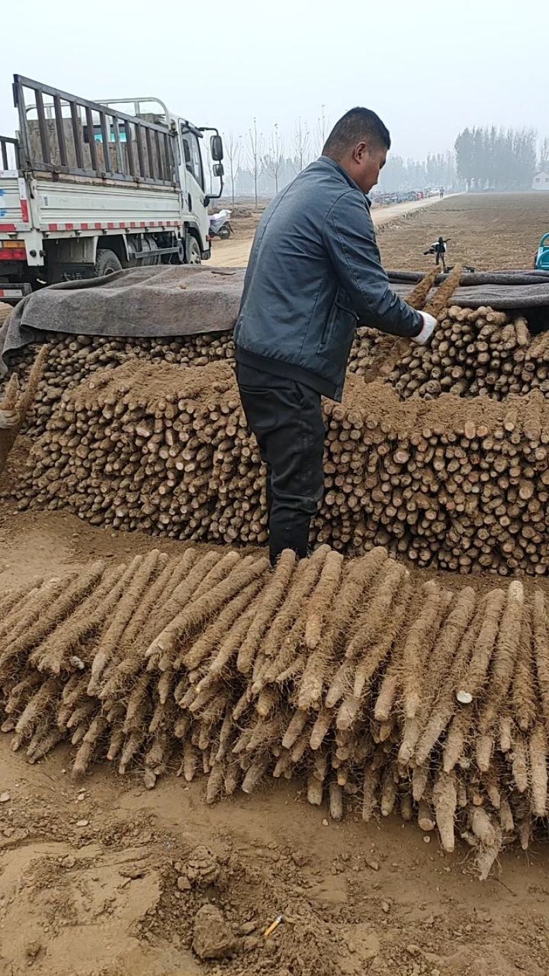 河南安阳棒山药。大量有货，欢迎采购商随时咨询实地看货