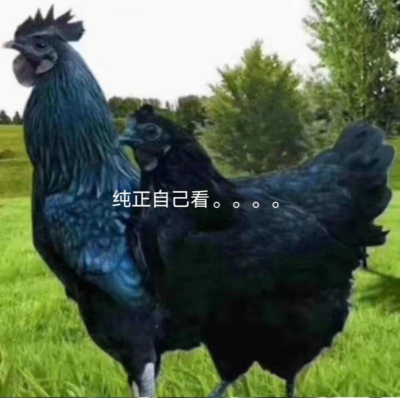 纯正五黑鸡钟蛋，自然环境受精高。60个以上发