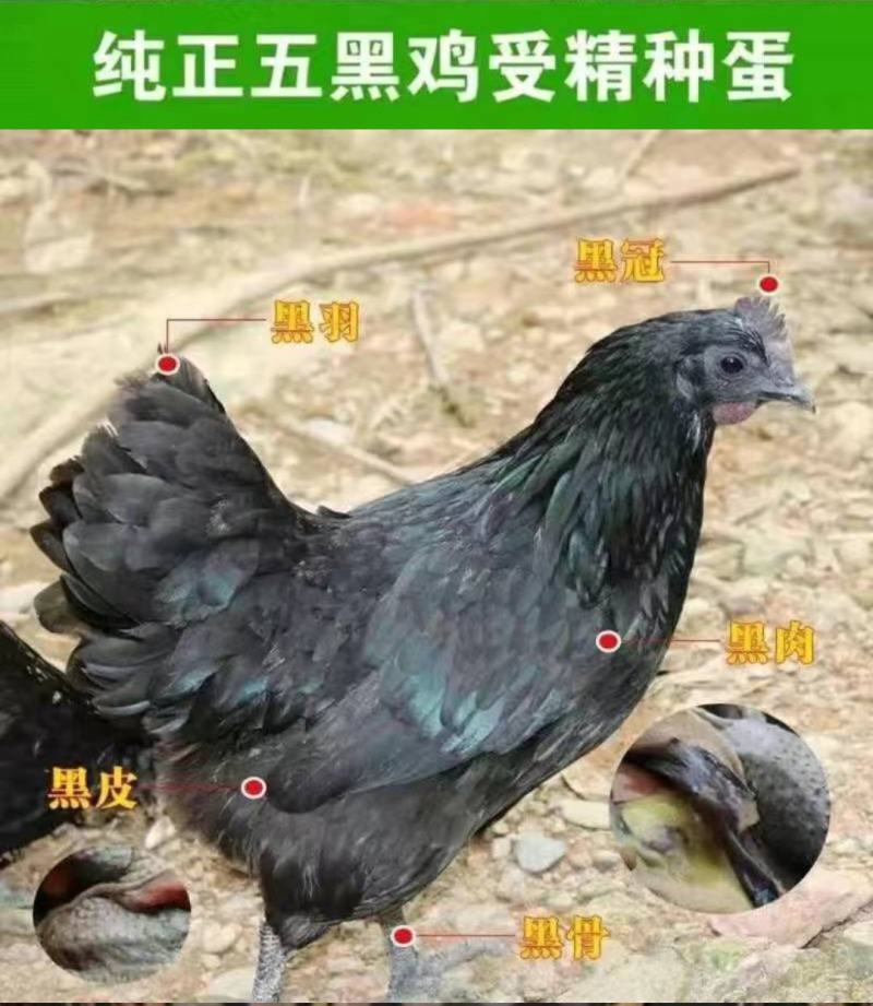 纯正五黑鸡钟蛋，自然环境受精高。60个以上发