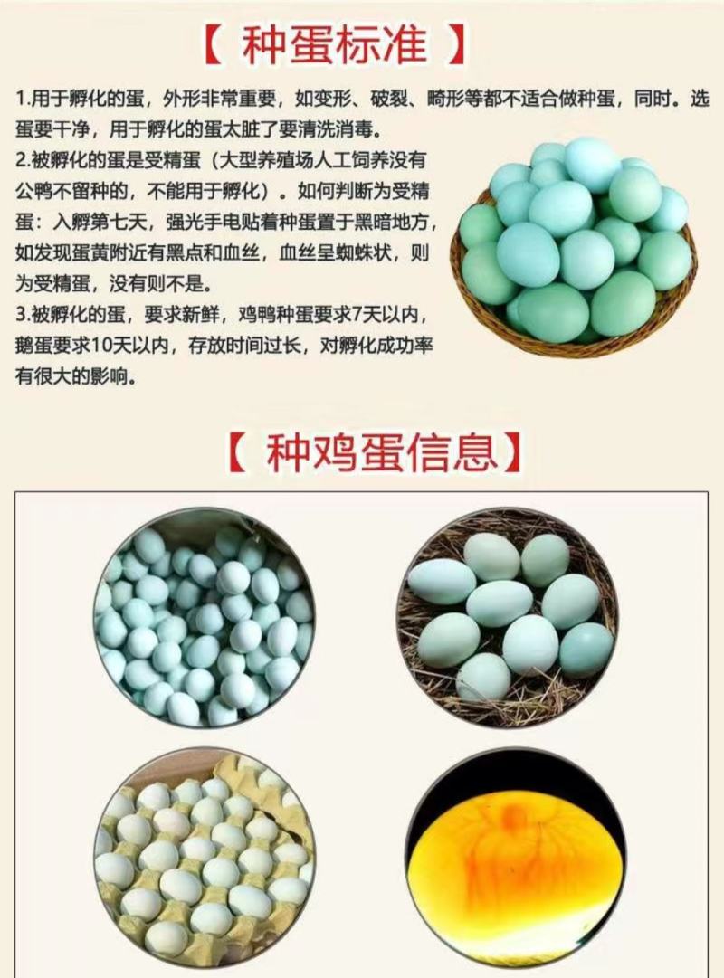 纯正五黑鸡钟蛋，自然环境受精高。60个以上发