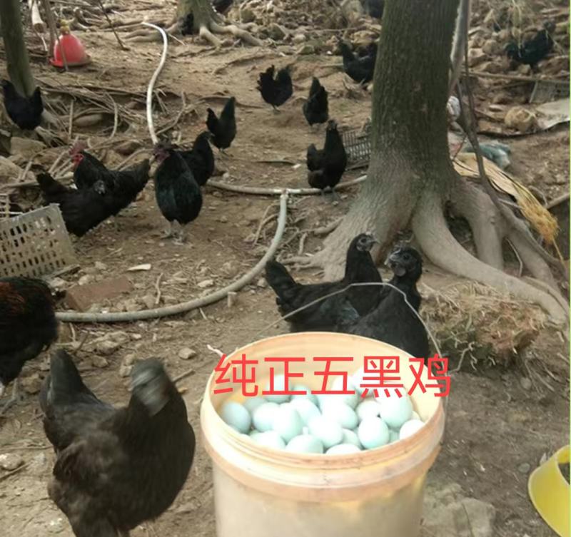 纯正五黑鸡钟蛋，自然环境受精高。60个以上发