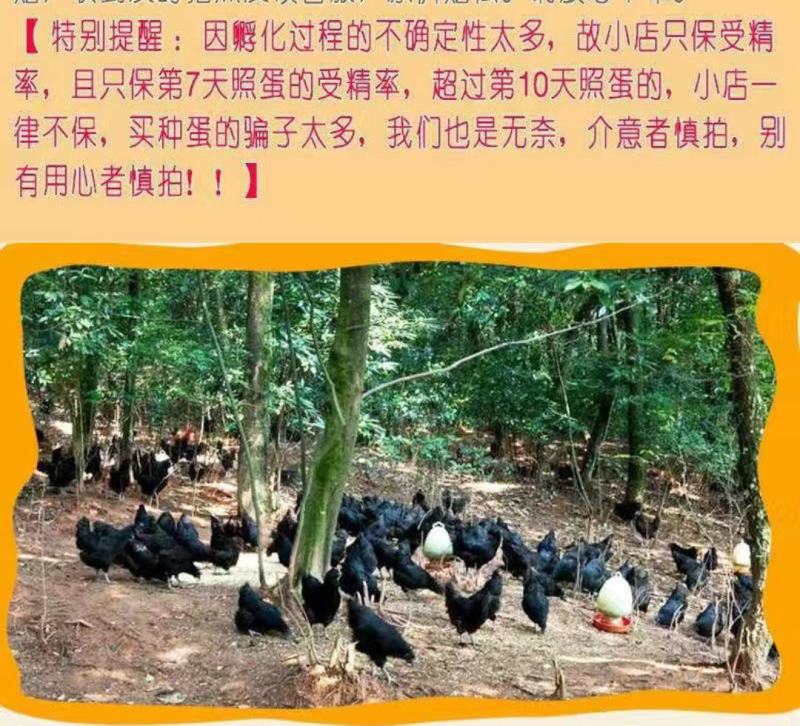 纯正五黑鸡钟蛋，自然环境受精高。60个以上发