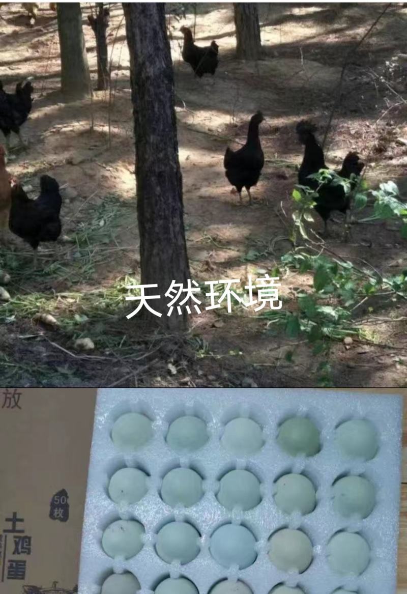 纯正五黑鸡钟蛋，自然环境受精高。60个以上发