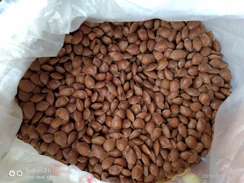 张家口蔚县奥运零食厂家直销五香开口杏核特价优惠