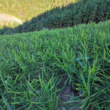 生姜产地货源代办基地直供有需要的联系
