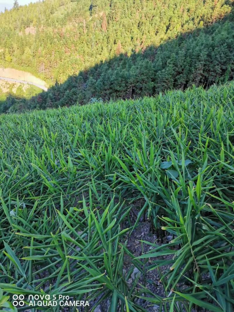 生姜产地货源代办基地直供有需要的联系