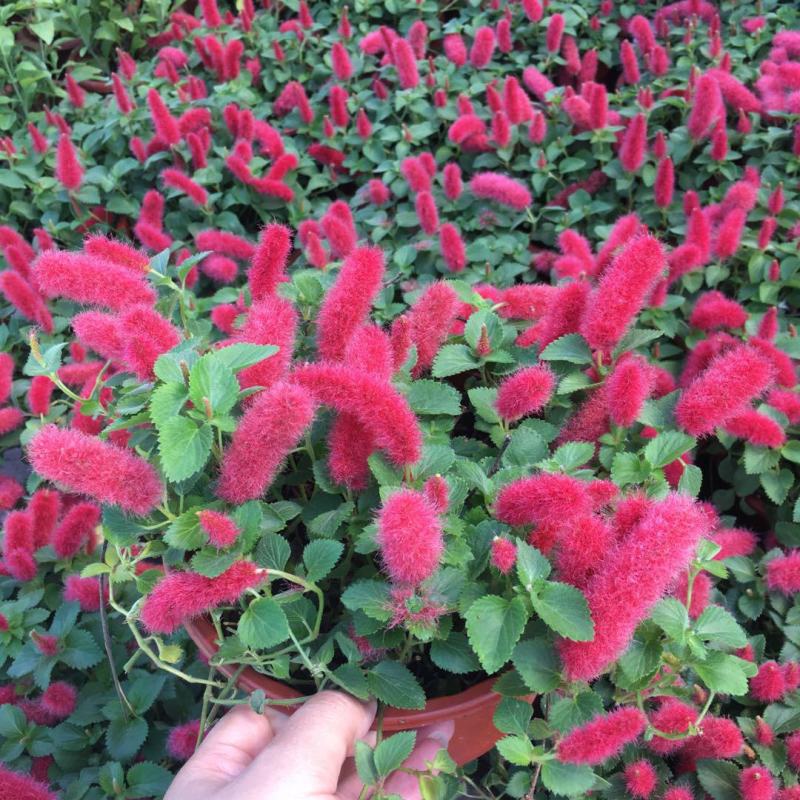 红樱吊兰岁岁红狗尾红色猫尾盆栽红尾铁苋新款书房垂吊绿植