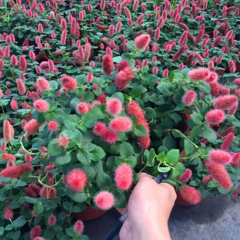 红樱吊兰岁岁红狗尾红色猫尾盆栽红尾铁苋新款书房垂吊绿植