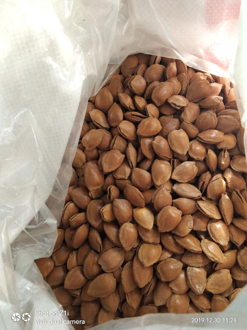 张家口蔚县土特产优质小颗粒龙王帽开口皮薄肉厚杏核批发