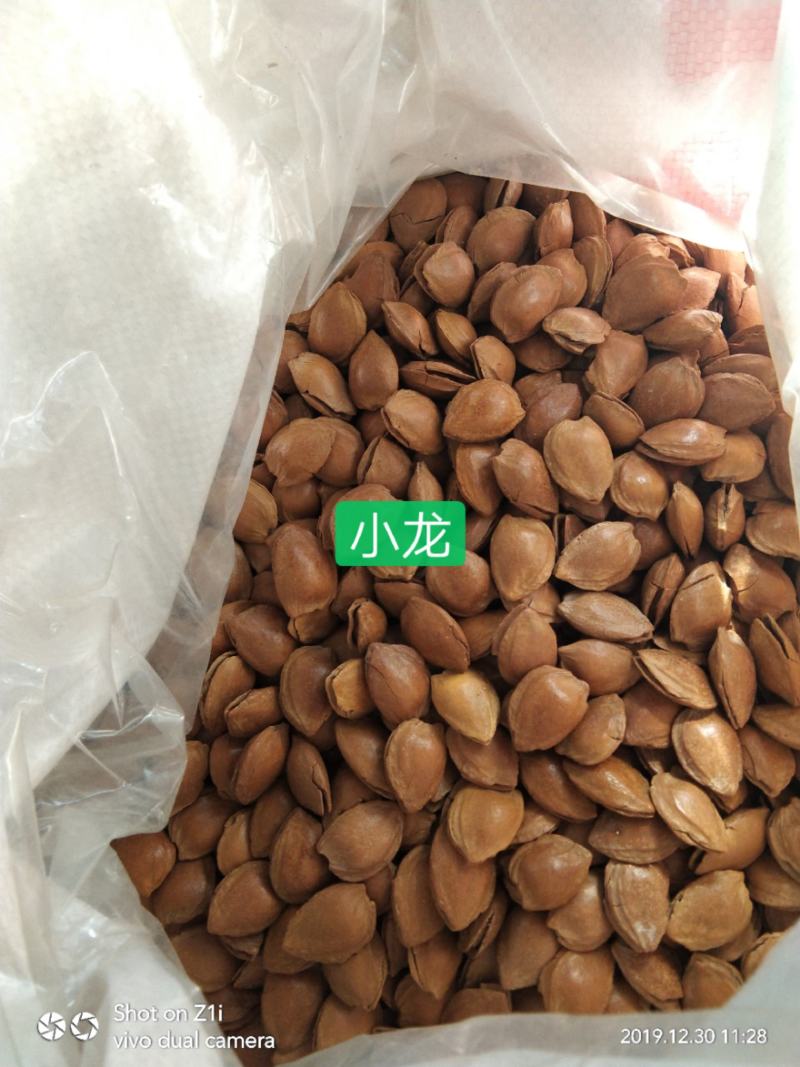 张家口蔚县土特产优质小颗粒龙王帽开口皮薄肉厚杏核批发