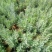 薰衣草花苗薰衣草盆栽耐寒香草盆栽花坛花卉香味绿植卧室驱蚊