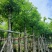 3-5-8-10-12-15公分基地直供天竺桂阴香