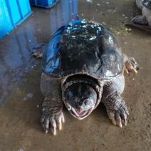 鳄鱼龟4斤到30斤都有外塘养殖凶猛无比包活到家