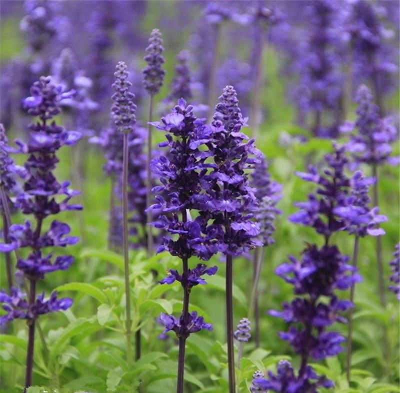 薰衣草种子四季易种普罗旺斯薰衣草花种子阳台庭院花籽多年生