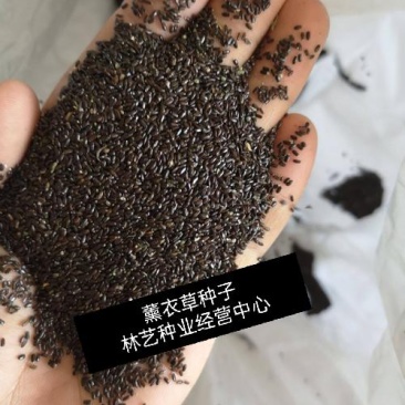 薰衣草种子四季易种普罗旺斯薰衣草花种子阳台庭院花籽多年生