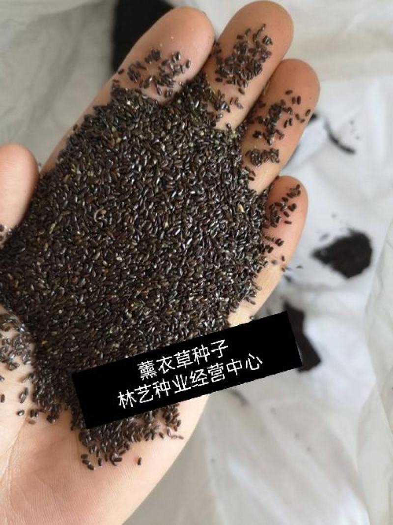 薰衣草种子四季易种普罗旺斯薰衣草花种子阳台庭院花籽多年生