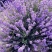 薰衣草种子四季易种普罗旺斯薰衣草花种子阳台庭院花籽多年生