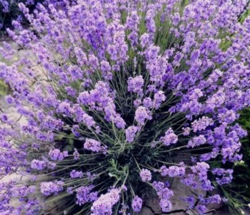 薰衣草种子四季易种普罗旺斯薰衣草花种子阳台庭院花籽多年生