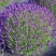 薰衣草种子四季易种普罗旺斯薰衣草花种子阳台庭院花籽多年生