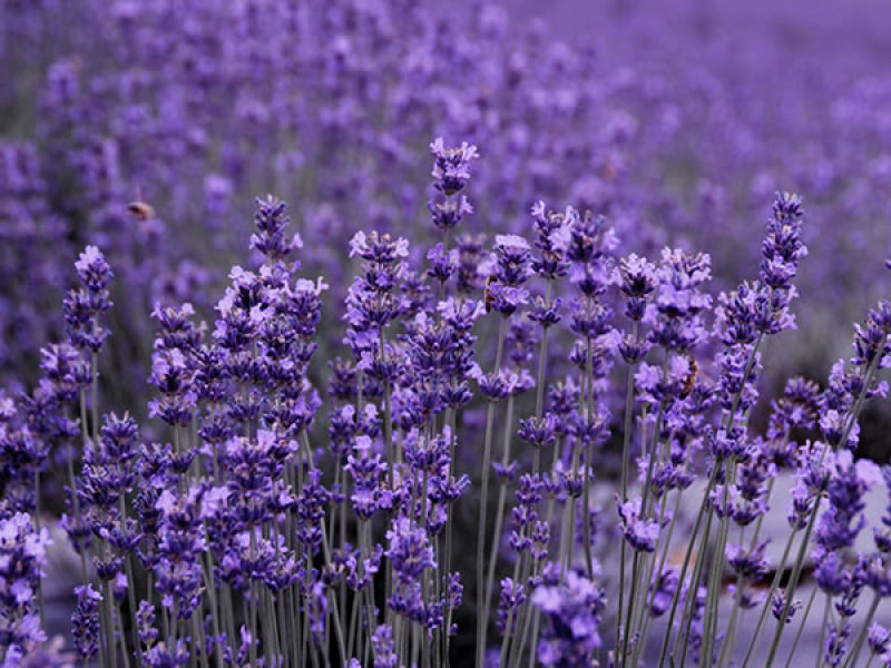 薰衣草种子四季易种普罗旺斯薰衣草花种子阳台庭院花籽多年生