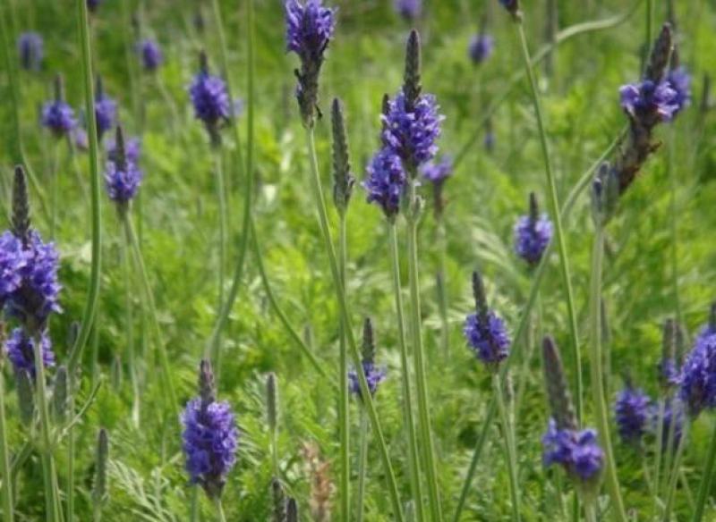 薰衣草种子四季易种普罗旺斯薰衣草花种子阳台庭院花籽多年生