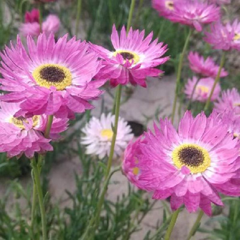 永生菊种子花似蜡染公园景观花海花种子阳台庭院花卉种子