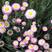 永生菊种子花似蜡染公园景观花海花种子阳台庭院花卉种子